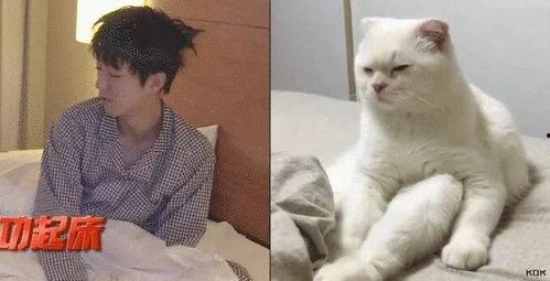 娱乐吃瓜酱布丁是只喵,揭秘网红喵星人的魅力人生